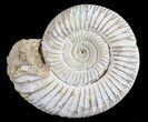 Perisphinctes Ammonite - Jurassic #54247-1